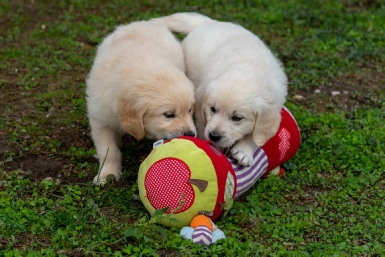Golden Retriever - Puppies